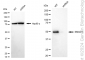 KD-Validated Anti-SMAD Family Member 1 Rabbit Monoclonal Antibody